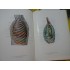 ATLAS DE ANATOMIA HUMANA - Kiss-Szentagothai (3 volume)